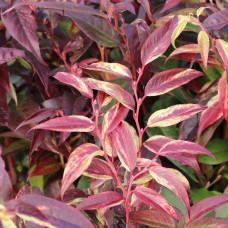 Леукотоє Leucothoe walteri Rainbow (C2) Леукотоє Leucothoe walteri Rainbow (C2)