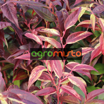Леукотоє Leucothoe walteri Rainbow (C2)
