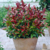 Леукотоє Leucothoe Zeblid (C2) Леукотоє Leucothoe Zeblid (C2)