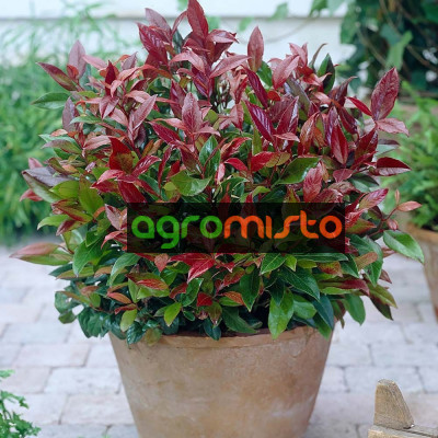Леукотоє Leucothoe Zeblid (C2)