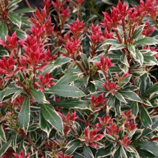 Пієріс японський Pieris japonica Little Heath (C2)