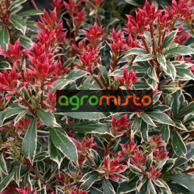 Пієріс японський Pieris japonica Little Heath (C2)