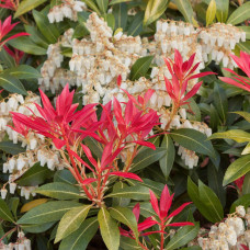 Пієріс японський Pieris japonica Mountain Fire (C2)