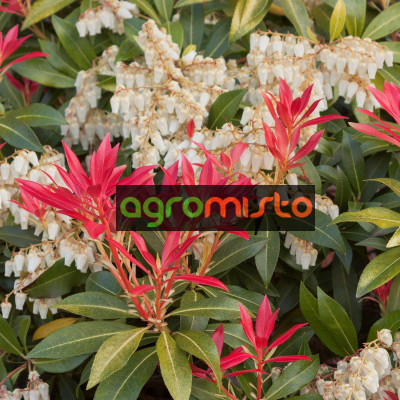 Пієріс японський Pieris japonica Mountain Fire (C2)