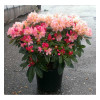 Рододендрон Rhododendron hybryd mix (C3)