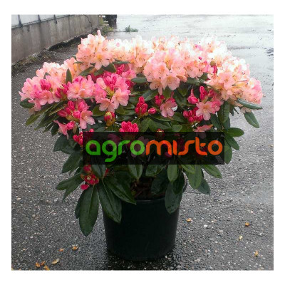 Рододендрон Rhododendron hybryd mix (C3)
