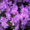 Рододендрон Rhododendron impeditum (густий фіолетовий) (С2)