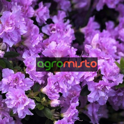 Рододендрон Rhododendron impeditum (густий фіолетовий) (С2)