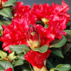 Рододендрон Rhododendron repens Skarlet Wonder (Червоний) (С2)