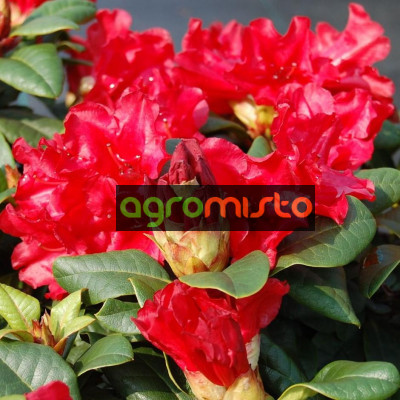 Рододендрон Rhododendron repens Skarlet Wonder (Червоний) (С2)