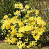 Rhododendron Anneke (багатоквіткова жовта) (С3)