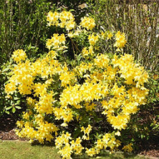  Rhododendron Anneke (багатоквіткова жовта) (С3)