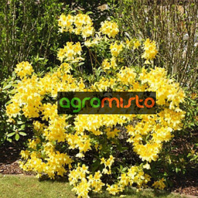 Rhododendron Anneke (багатоквіткова жовта) (С3)