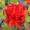 Rhododendron Doloroso (багатоквіткова червона) (С3)