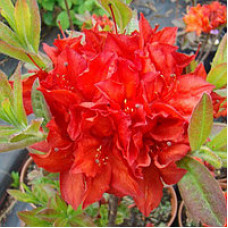  Rhododendron Doloroso (багатоквіткова червона) (С3)