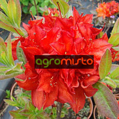 Rhododendron Doloroso (багатоквіткова червона) (С3)