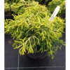 Кипарис Японський Chamaecyparis obtusa Tsatsumi Gold (C2)