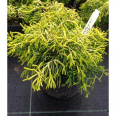Кипарис Японський Chamaecyparis obtusa Tsatsumi Gold (C2)