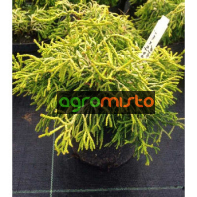 Кипарис Японський Chamaecyparis obtusa Tsatsumi Gold (C2)