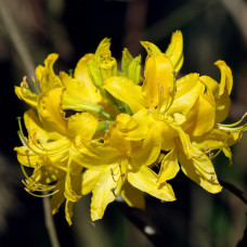  Rhododendron Goldpracht (багатоквіткова жовто оранжева) (С3)