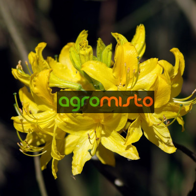 Rhododendron Goldpracht (багатоквіткова жовто оранжева) (С3)