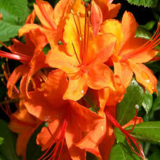  Rhododendron Speak Orange (багатоквіткова оранжева (С3)
