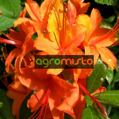 Rhododendron Speak Orange (багатоквіткова оранжева (С3)