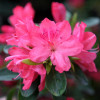 Rhododendron Western Lights (багатоквіткова рожева) (С3)