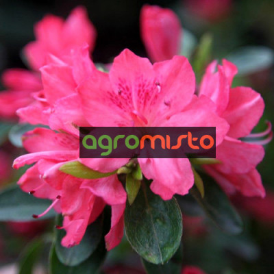 Rhododendron Western Lights (багатоквіткова рожева) (С3)