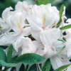 Rhododendron White Lights (багатоквіткова Біла) (С3)