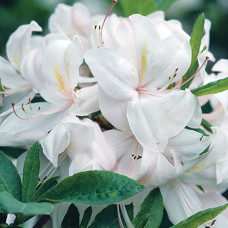  Rhododendron White Lights (багатоквіткова Біла) (С3)