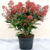 Skimmia Japonica (C5) Skimmia Japonica (C5)