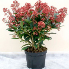 Skimmia Japonica (C5) Skimmia Japonica (C5)