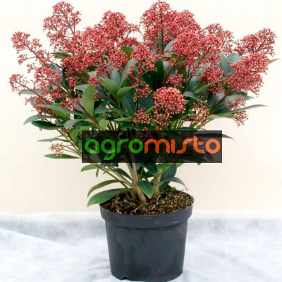 Skimmia Japonica (C5)