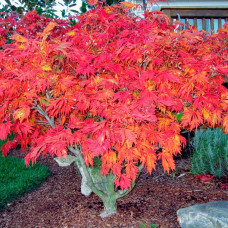 Клен пальмовий Acer Palmatum Aconitifolium (С20)