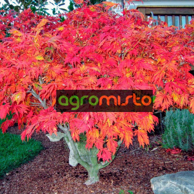 Клен пальмовий Acer Palmatum Aconitifolium (С20)
