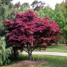 Клен пальмовий Acer Palmatum Atropurpureum (C3) Клен пальмовий Acer Palmatum Atropurpureum (C3)