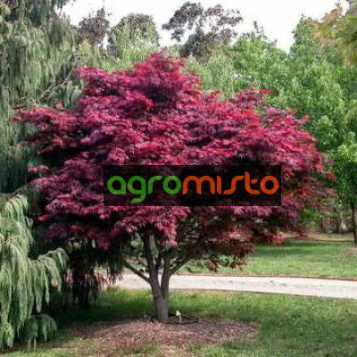 Клен пальмовий Acer Palmatum Atropurpureum (C3)