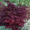 Клен пальмовий Acer Palmatum Atropurpureum (C5)