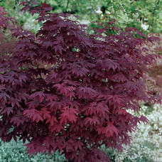 Клен пальмовий Acer Palmatum Atropurpureum (C5) Клен пальмовий Acer Palmatum Atropurpureum (C5)