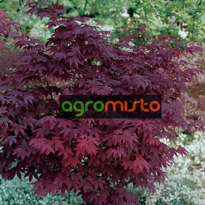 Клен пальмовий Acer Palmatum Atropurpureum (C15)