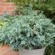 Кипарис Японський Chamaecparis pisifera Baby Blue (C2)