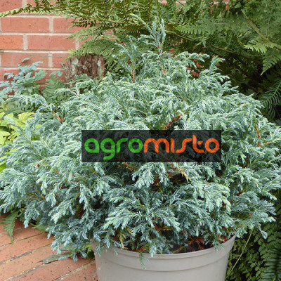 Кипарис Японський Chamaecparis pisifera Baby Blue (C2)