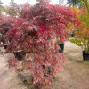 Клен пальмовий Acer Palmatum Dissectum (C60)