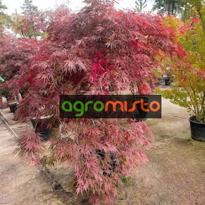 Клен пальмовий Acer Palmatum Dissectum (C60)