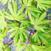 Клен пальмовий Acer Palmatum Green Trompenburg (С20)