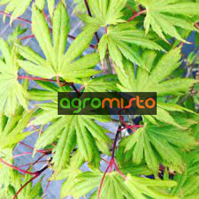 Клен пальмовий Acer Palmatum Green Trompenburg (С20)