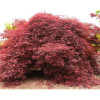 Клен пальмовий Acer Palmatum Inaba - Shidare (С20)