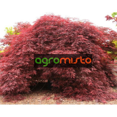 Клен пальмовий Acer Palmatum Inaba - Shidare (С20)