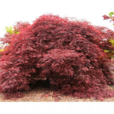 Клен пальмовий Acer Palmatum Inaba - Shidare (С30) Клен пальмовий Acer Palmatum Inaba - Shidare (С30)
